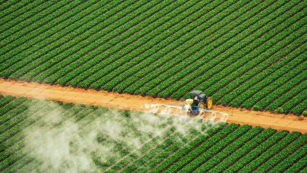 Best Termite Control Services  in Farmers Branch, TX
