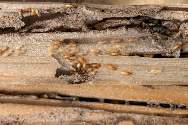 Best Mosquito Control Services  in Farmers Branch, TX