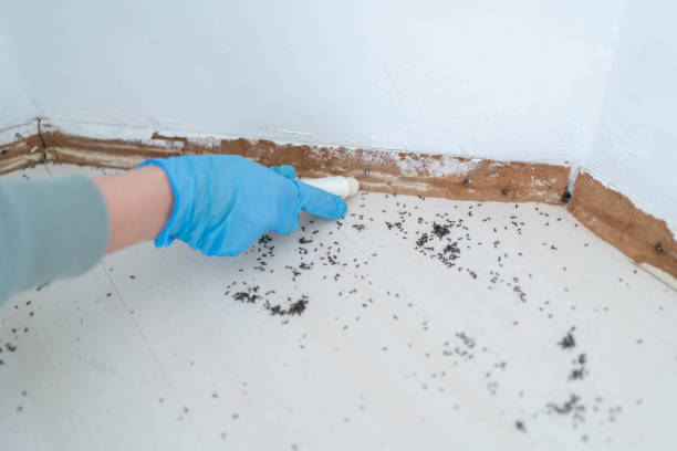 Reliable Farmers Branch, TX Pest Control Solutions